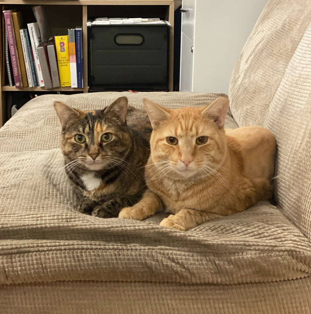 Orange male working cat and tabby female working cat cuddling together on a tan couch and looking so cute