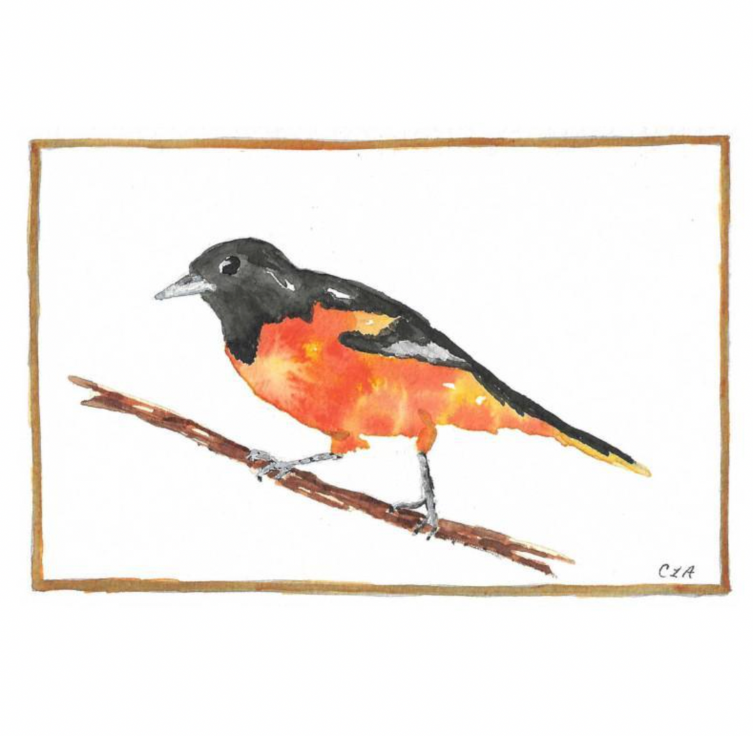 Baltimore Oriole Greeting Card